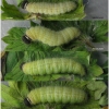 pyr cinarae larva5 volg1